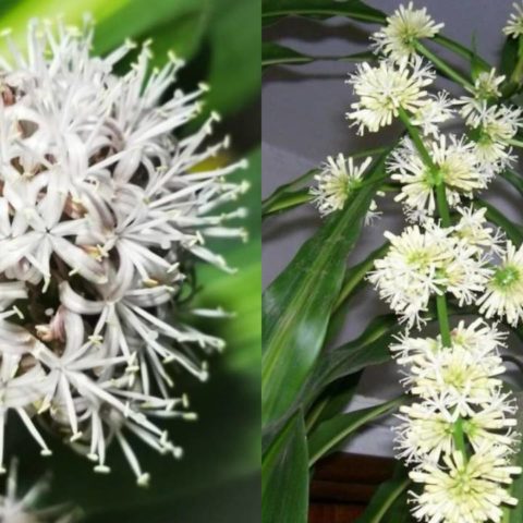 hacer florecer palo de brasil