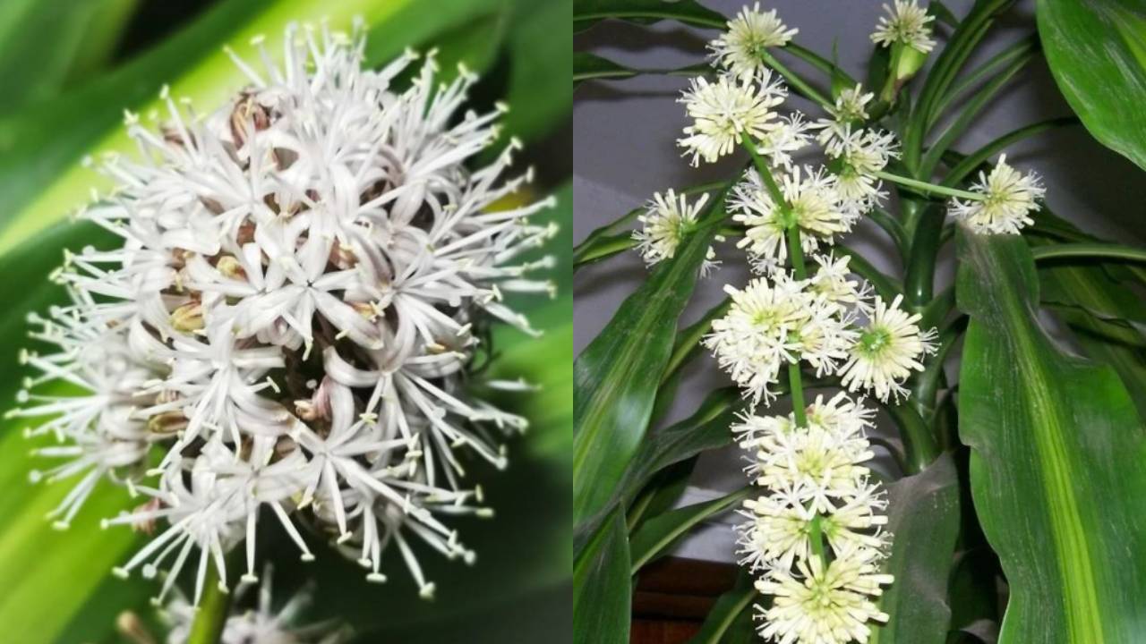 hacer florecer palo de brasil