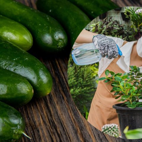 insecticida casero con pepino para plantas