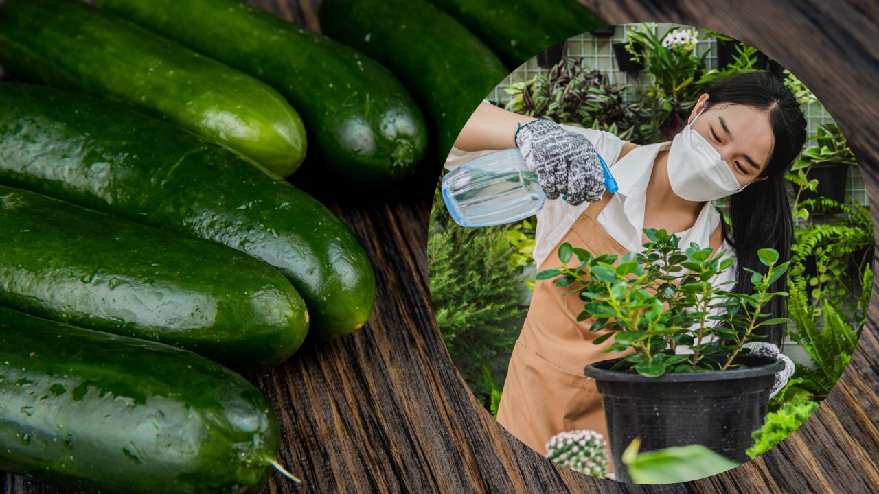 insecticida casero con pepino para plantas