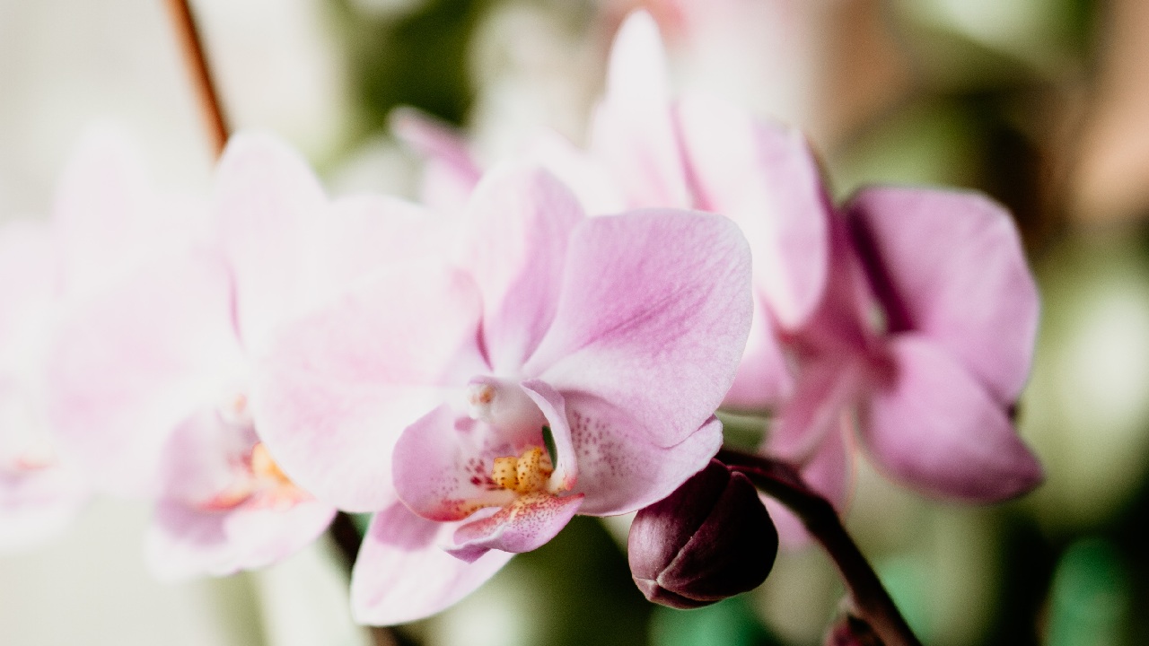 mejor planta para cada signo del zodiaco