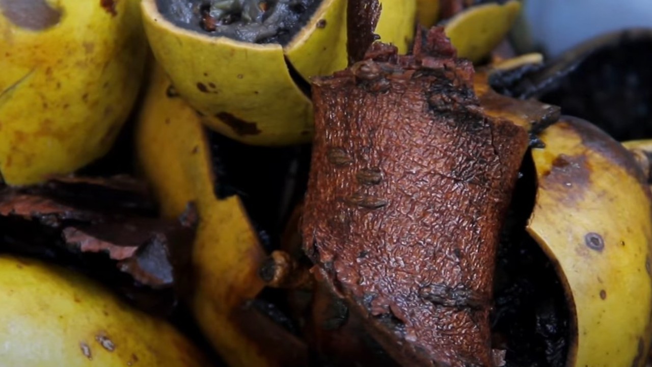 beneficios del cuachalalate