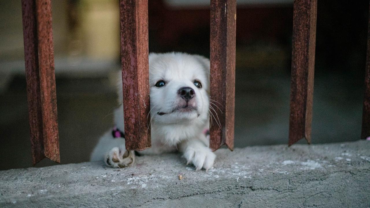 como lloran los perros