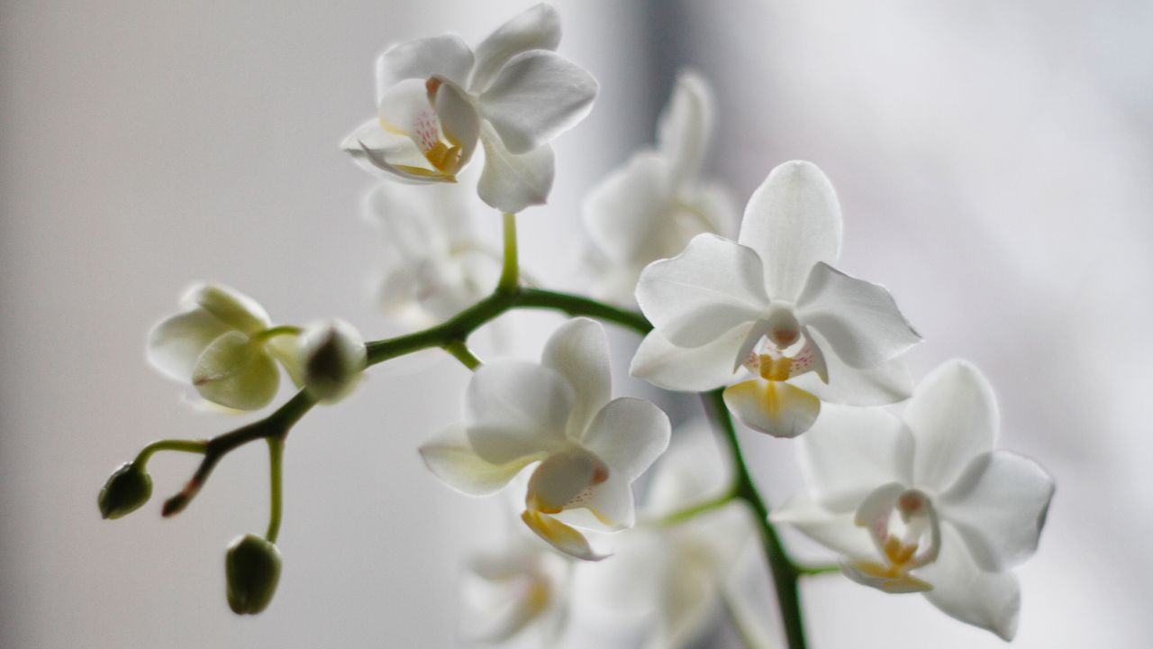 lugar para colocar tu orquídea