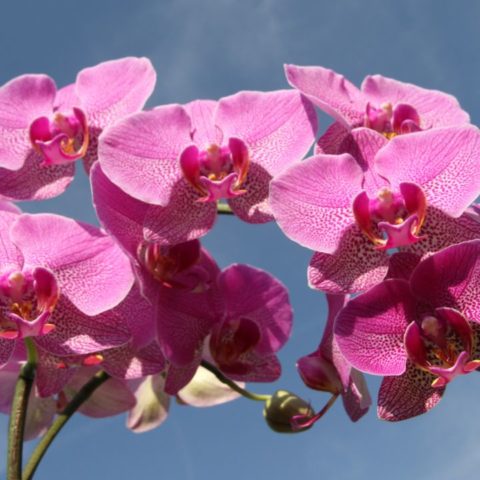 lugar perfecto para colocar tus orquídeas