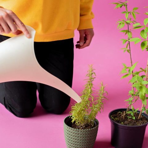 agua vitaminada para plantas