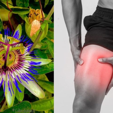 Plantas que te ayudan a eliminar los calambres