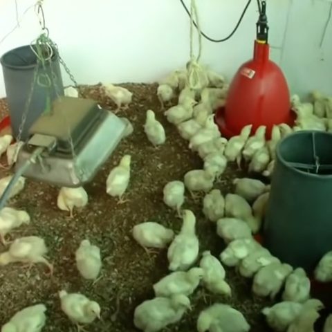 Que comen los pollos