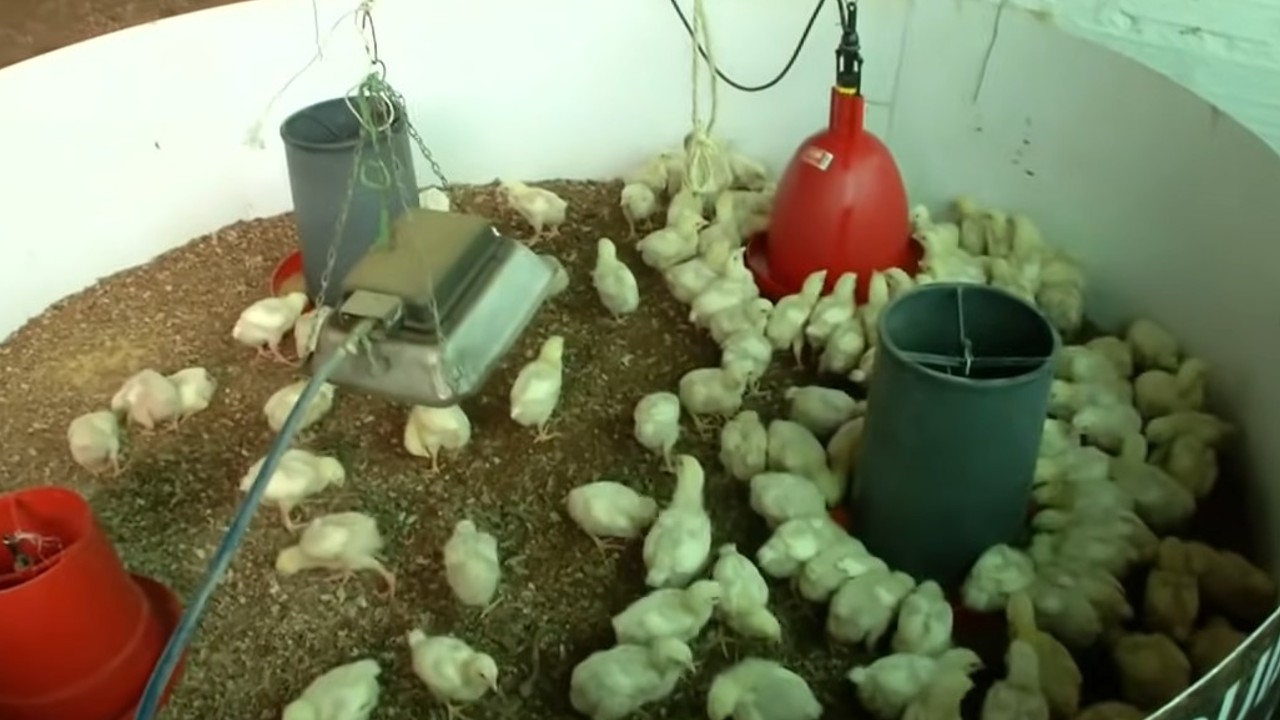 Que comen los pollos