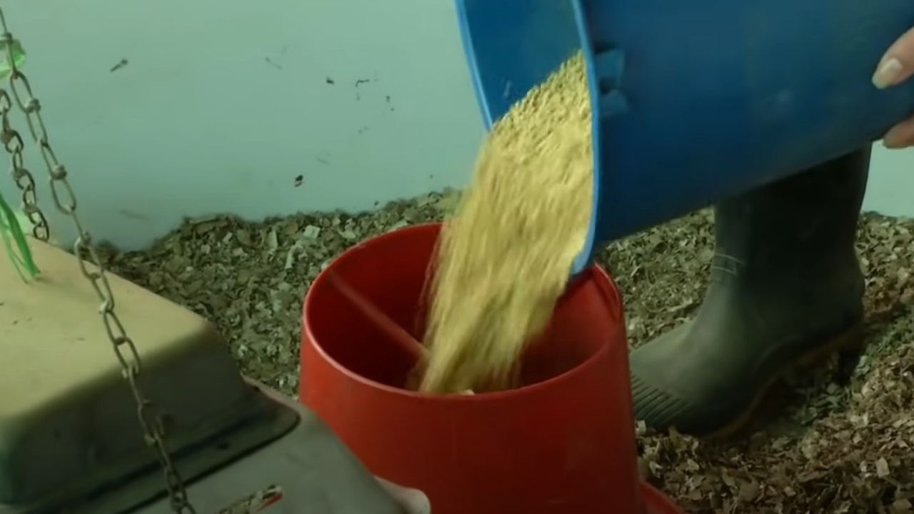 comida de los pollos