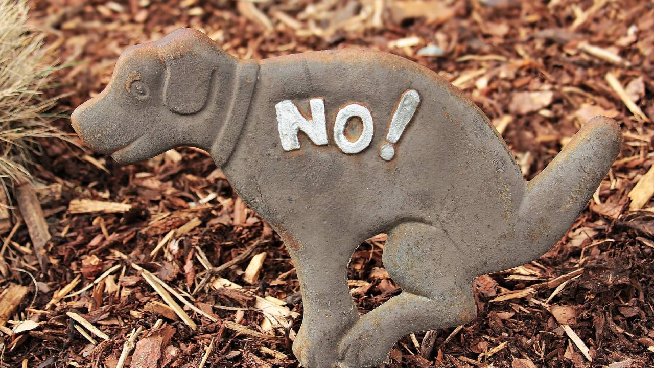 quitar olor de los zapatos si pisaste popó de perro