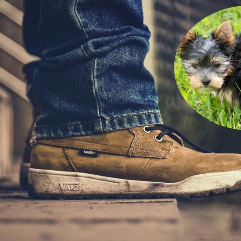 quitar olor zapatos si pisaste popó