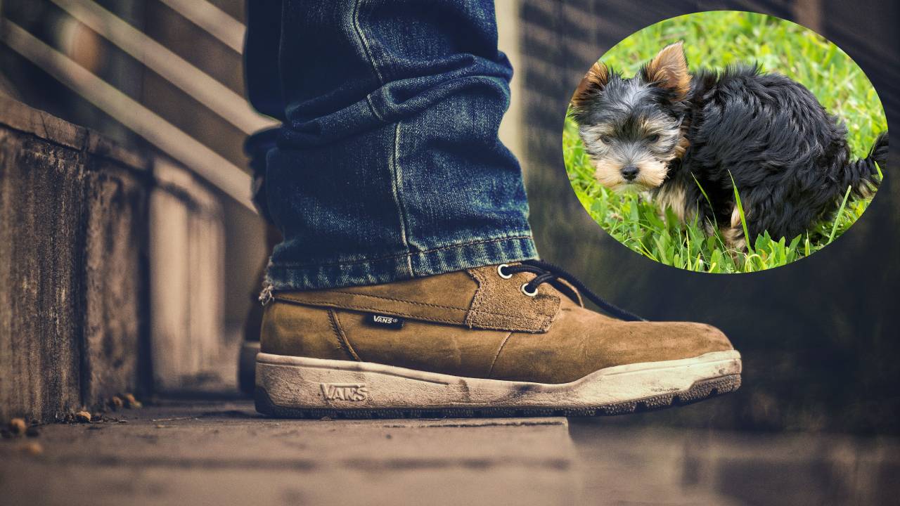 quitar olor zapatos si pisaste popó