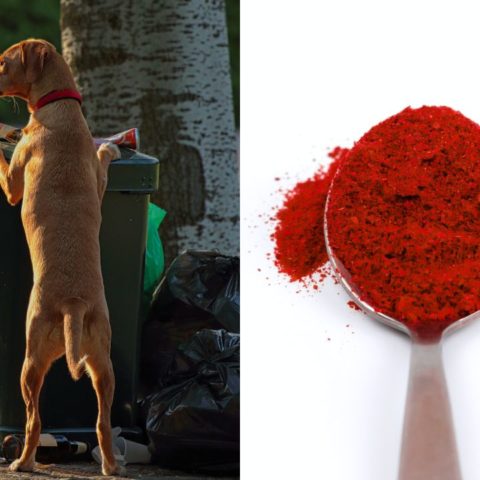 repelente de pimienta para alejar perros de la basura