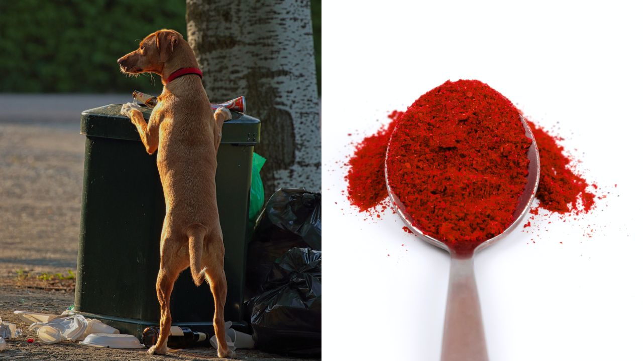 repelente de pimienta para alejar perros de la basura