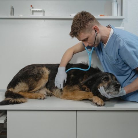 señales de que tu perro podría tener cáncer