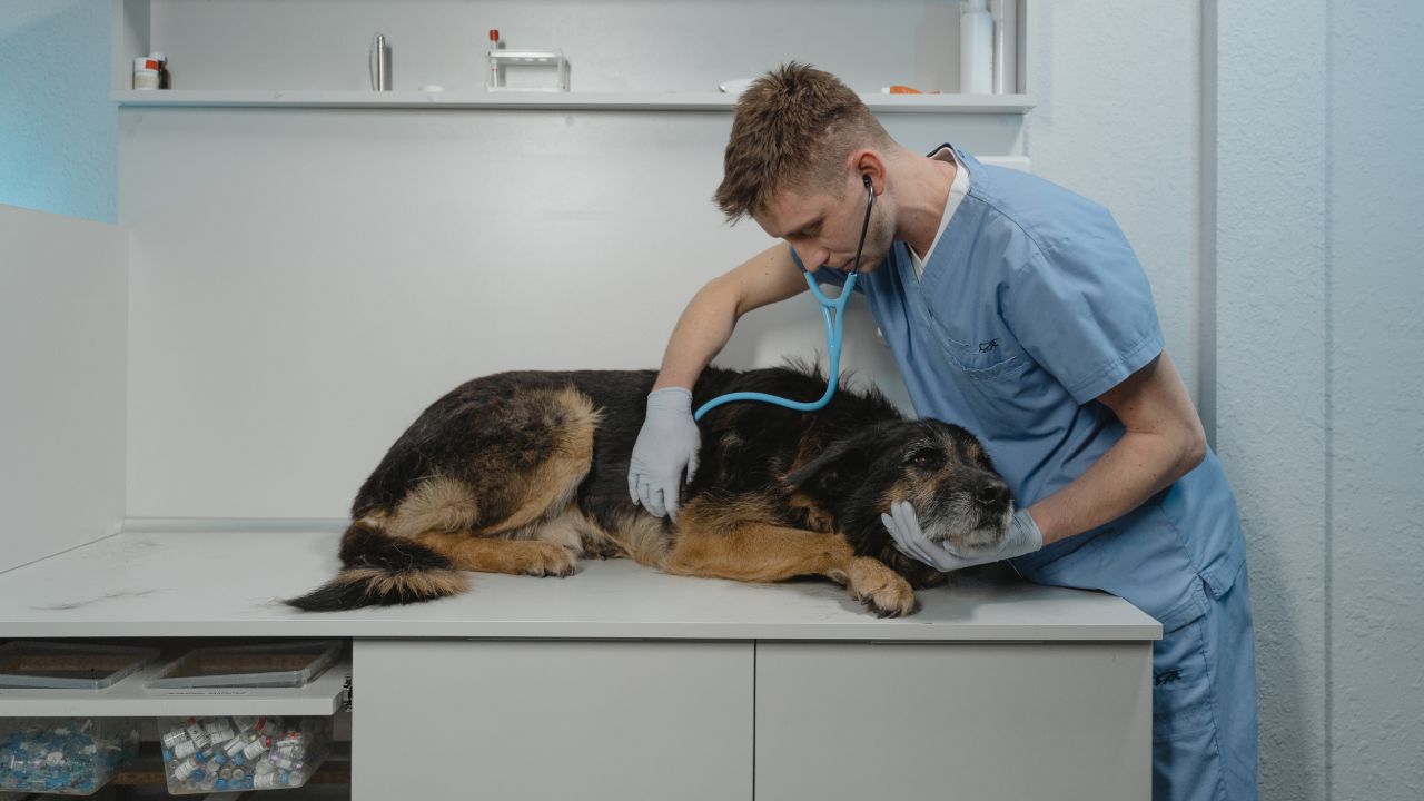 señales de que tu perro podría tener cáncer