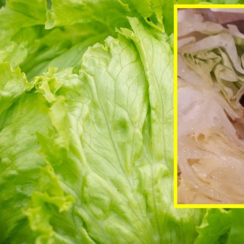 si encuentras un gusano en lechuga