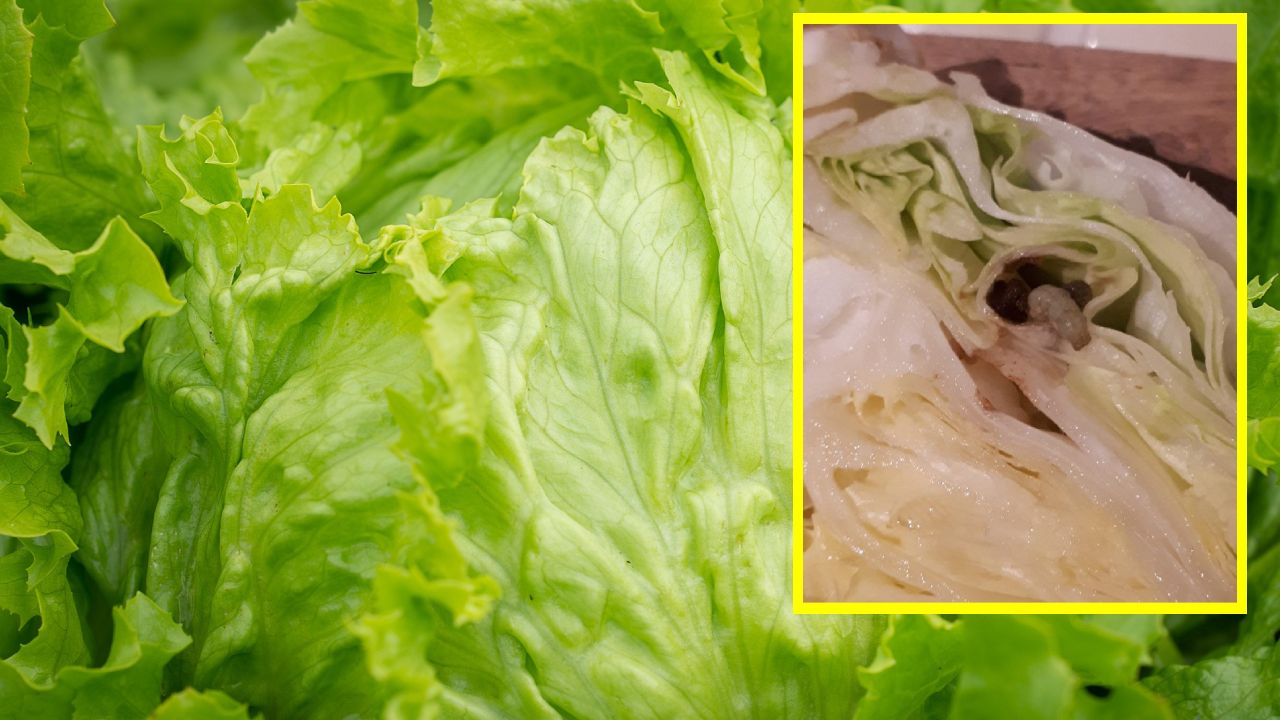 si encuentras un gusano en lechuga