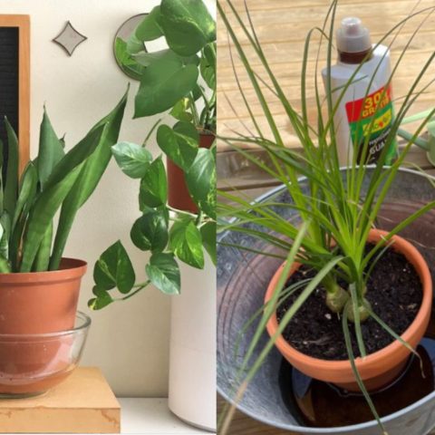 sumergir plantas en agua