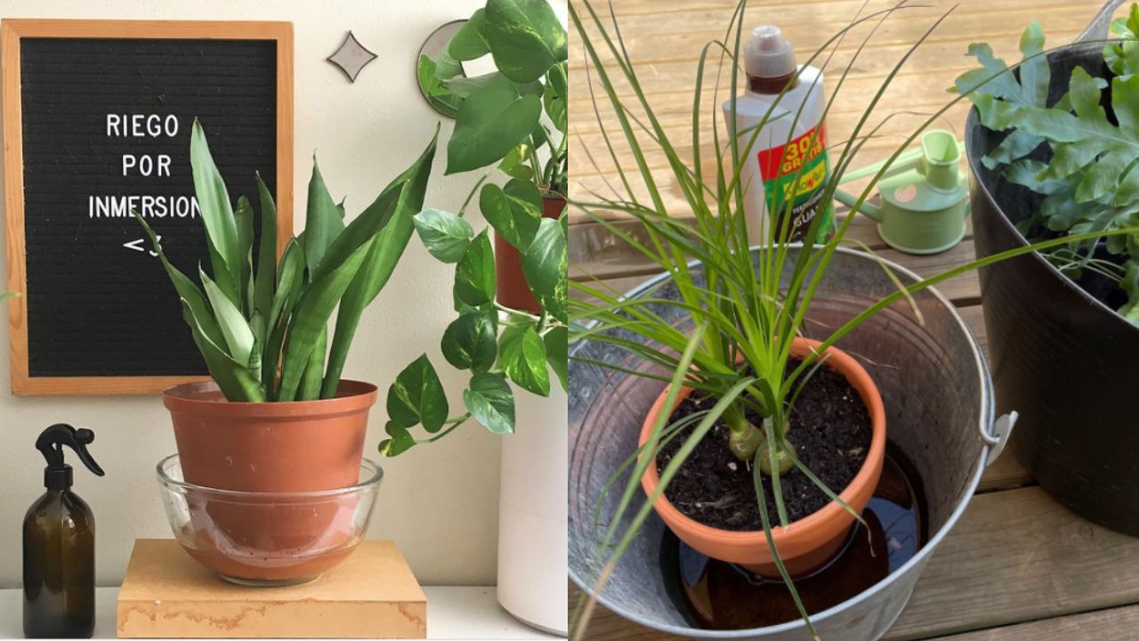 sumergir plantas en agua