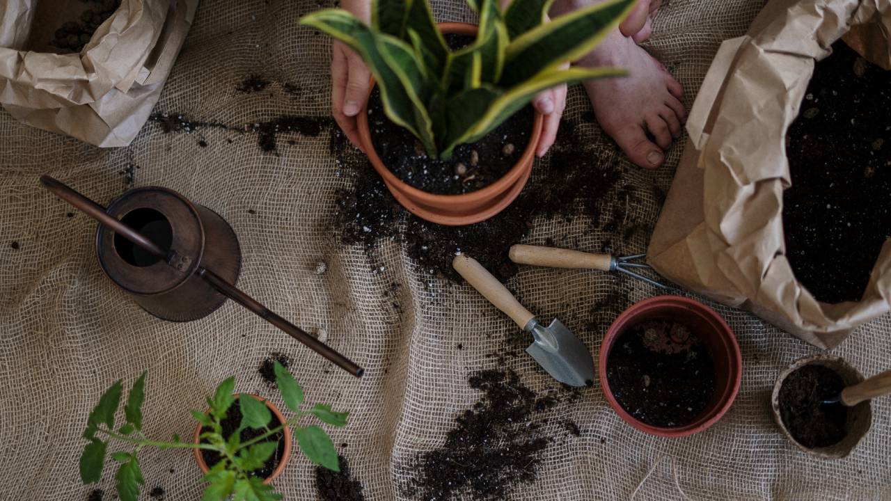 Trasplantar plantas sin que se sequen