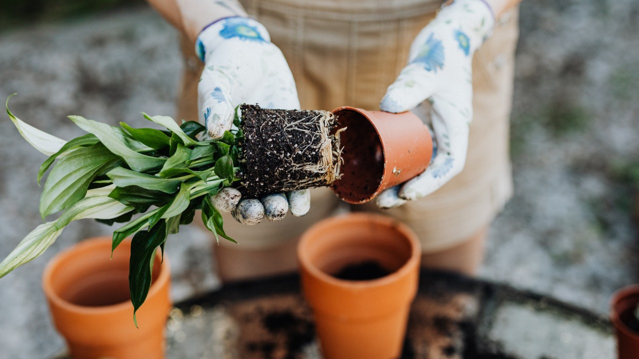 trasplantar plantas sin que se sequen