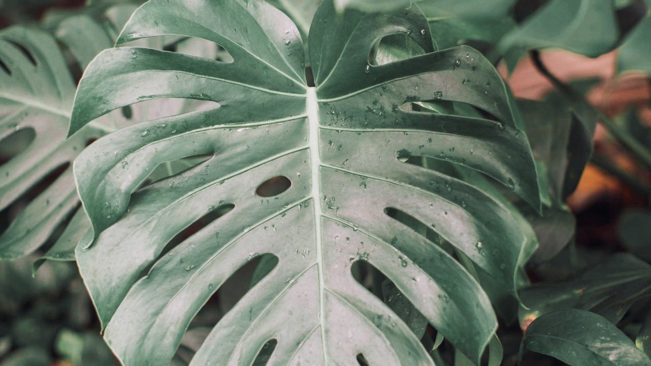 monstera con hojas frondosas