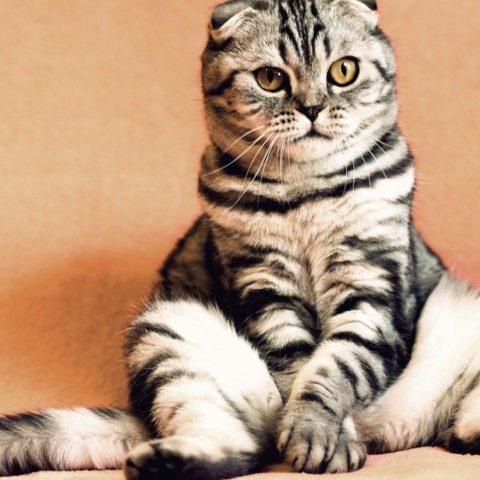 gatos tienen cerebros cada vez más pequeños