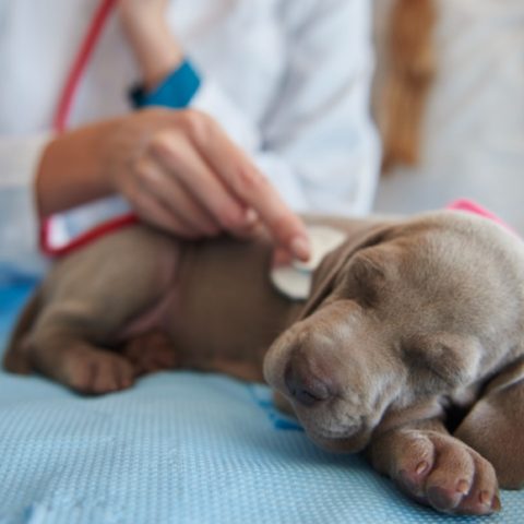 virus que ataca a perros y se esta volviendo muy contagioso