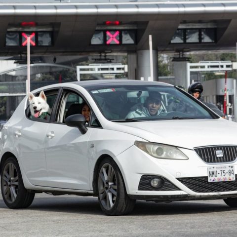multa por llevar a tu perro en el auto