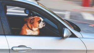 sanción por llevar a tu mascota