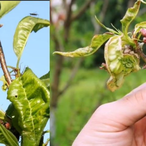 por que se enrollan las hojas de mis plantas
