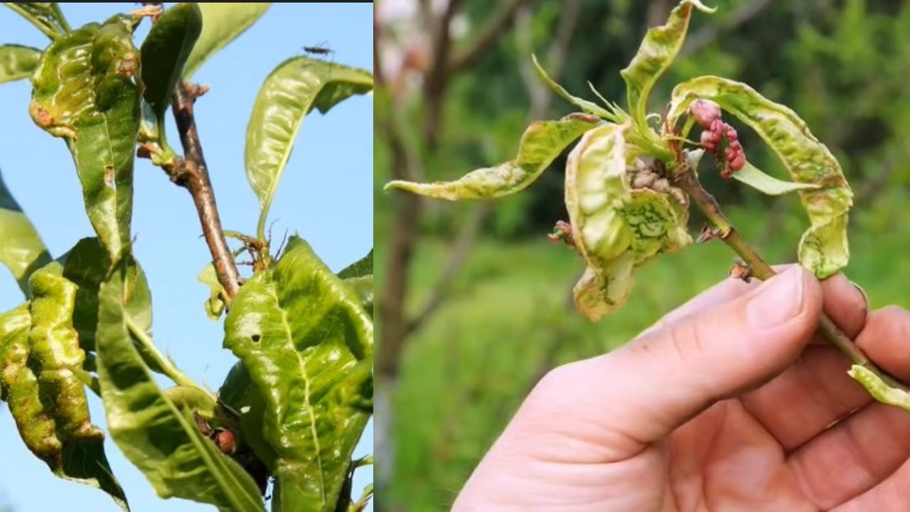 por que se enrollan las hojas de mis plantas