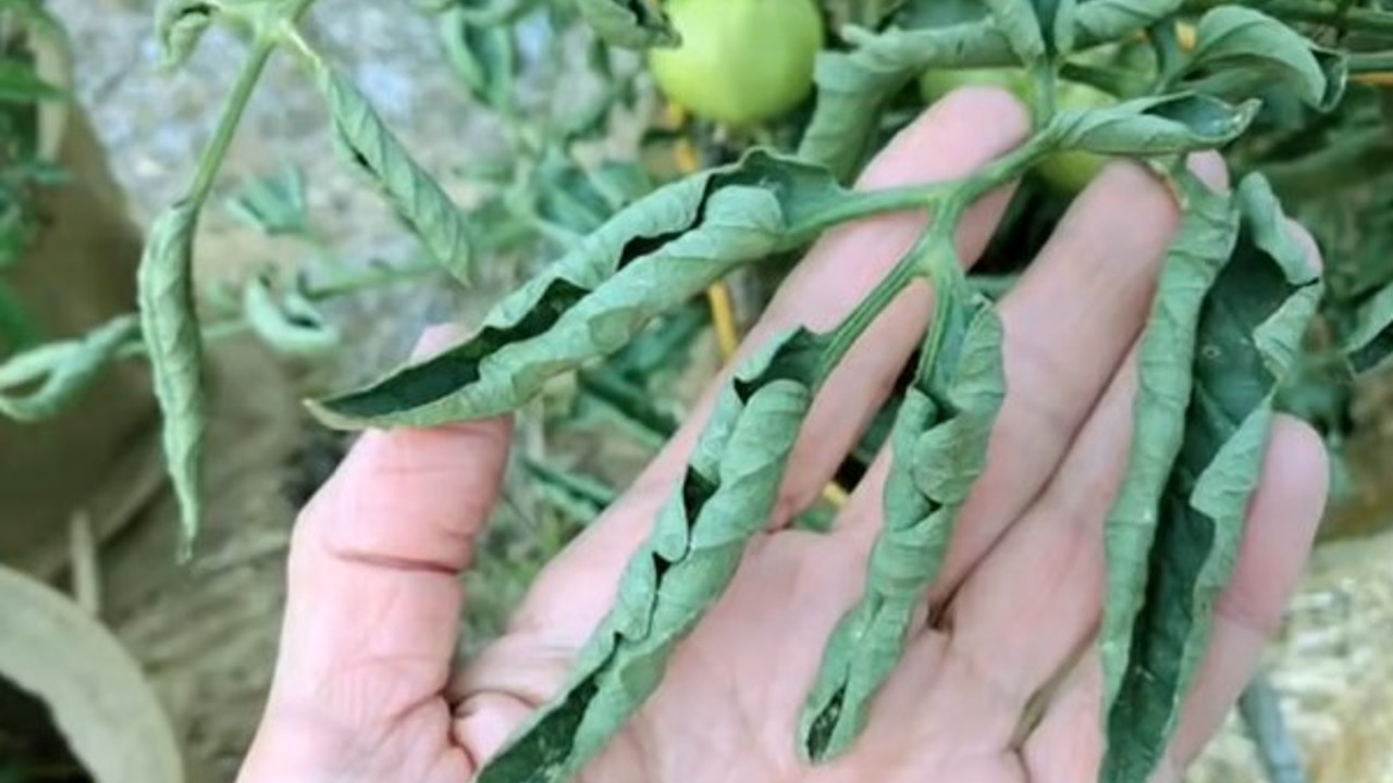plantas con hojas arrugadas