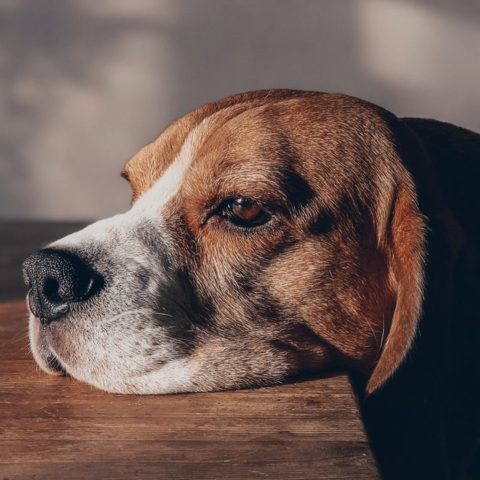 que sienten tus perritos cuando se quedan solos