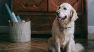 qué hacen los perros cuando te vas
