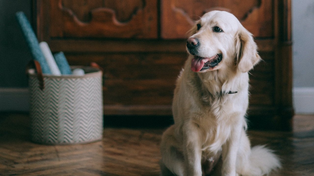 qué hacen los perros cuando te vas