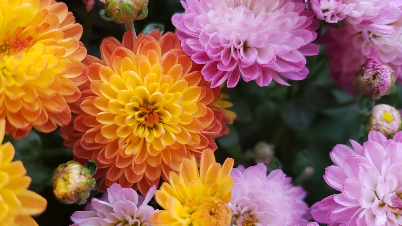 planta contra olor tabaco