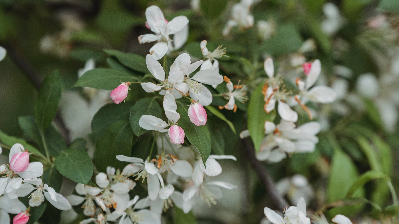 que planta elimina olor a cigarro