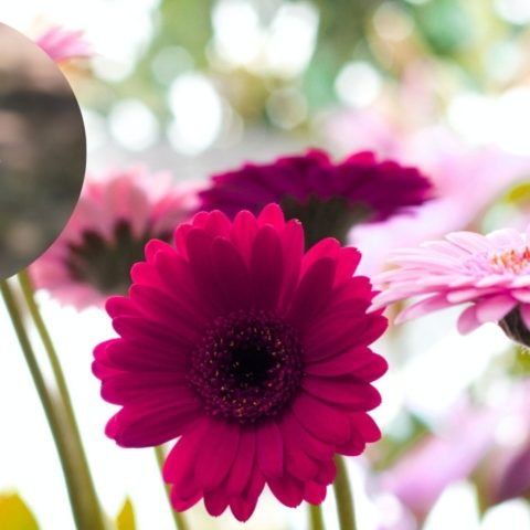 plantas contra olor a cigarro