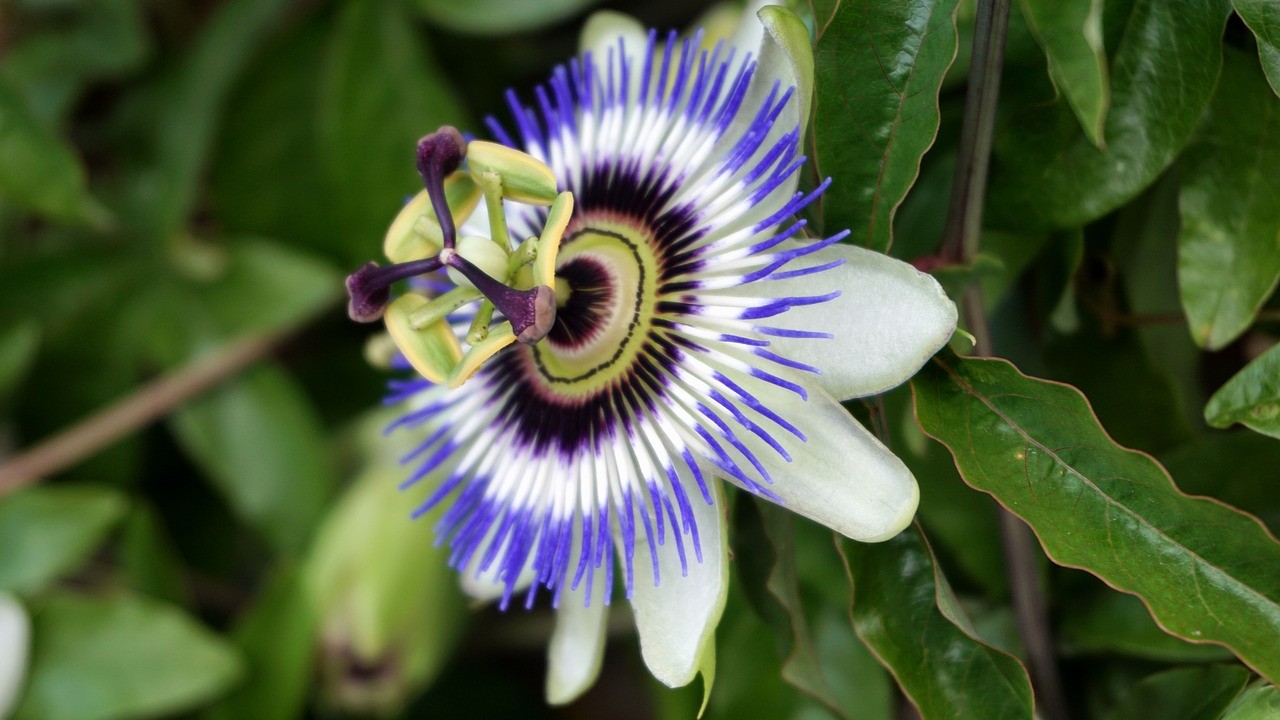 infusiones para ponerte de buen humor