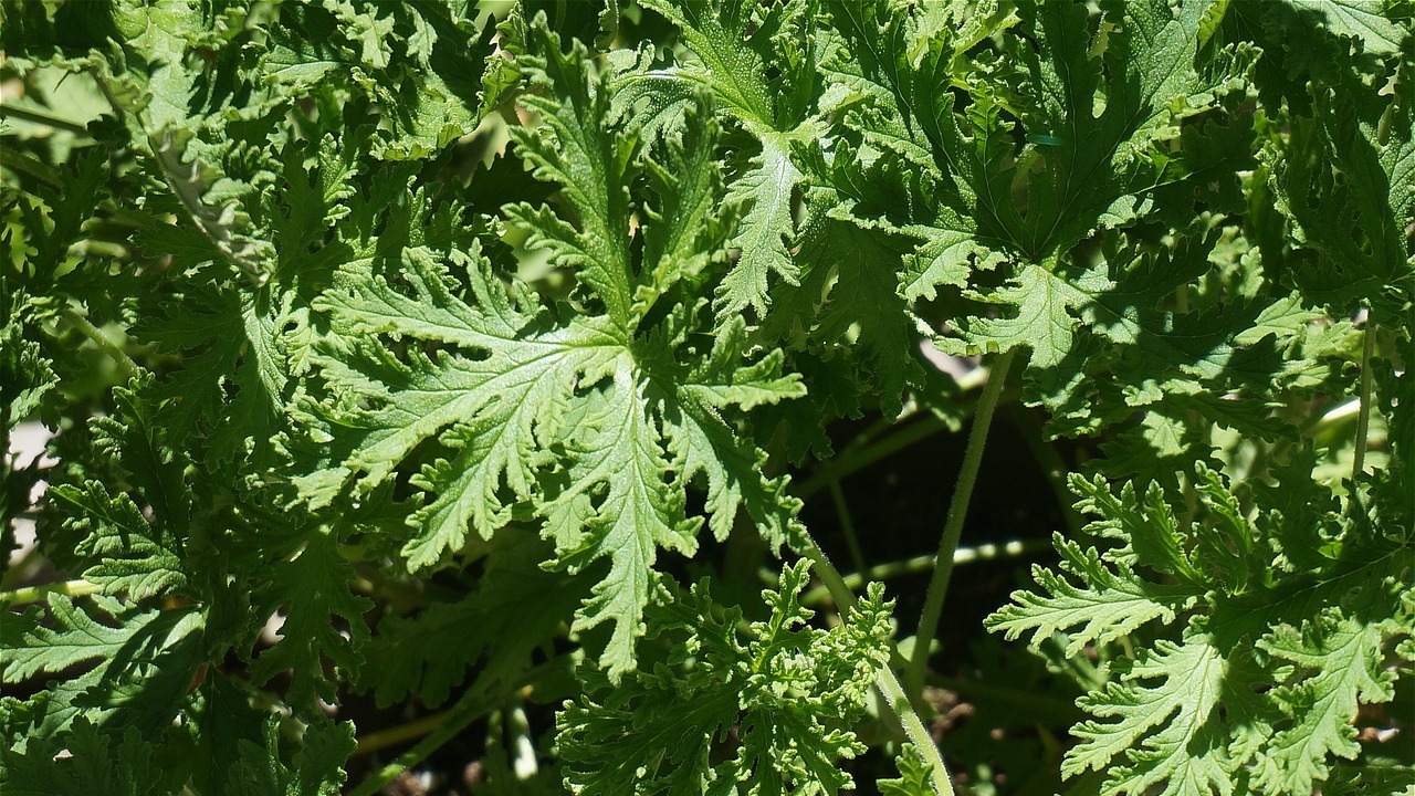 infusion contra tristeza