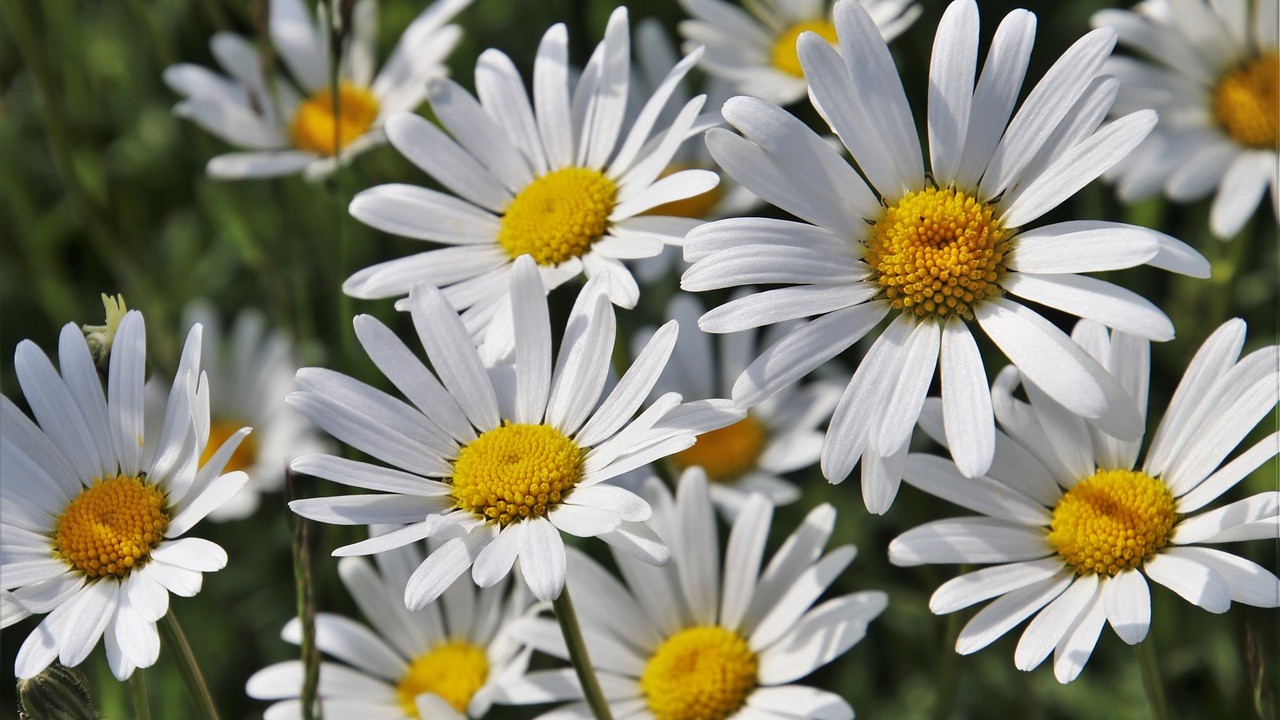 tes para cambiar estado de animo