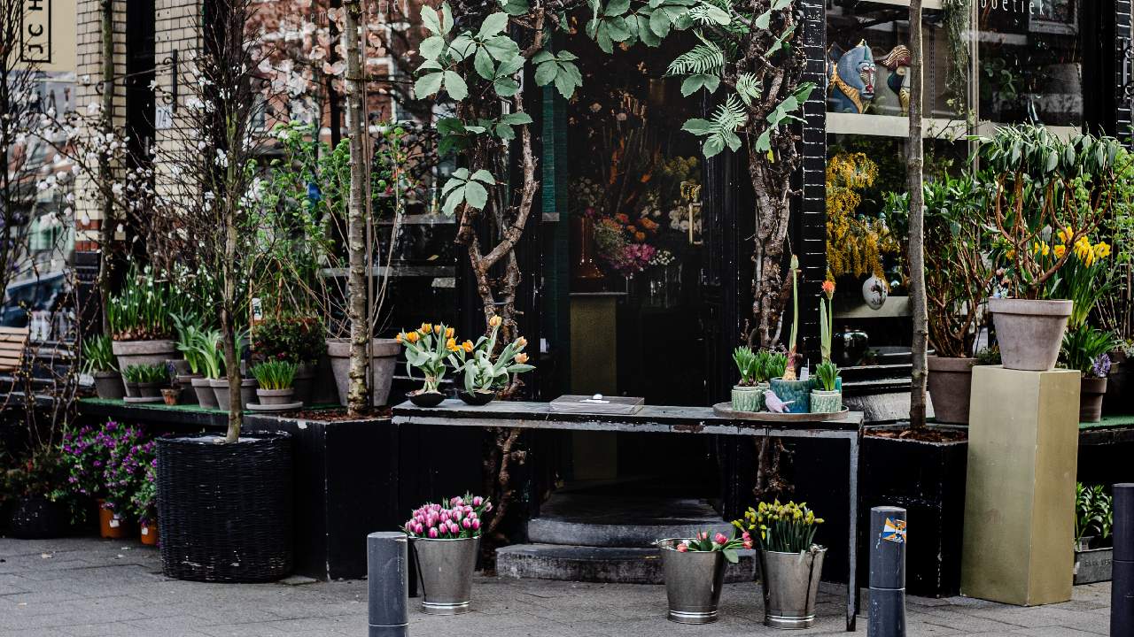 como comprar primeras plantas