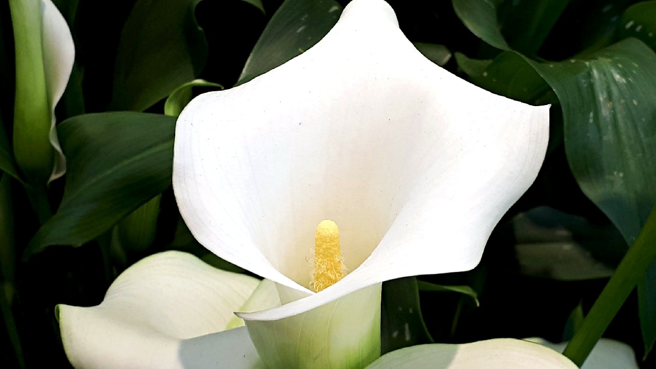 plantas para regalar a pareja