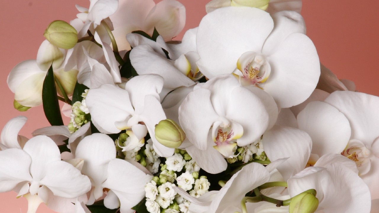 plantas para regalar a mujer