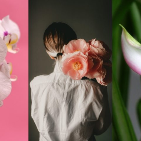 plantas para regalar