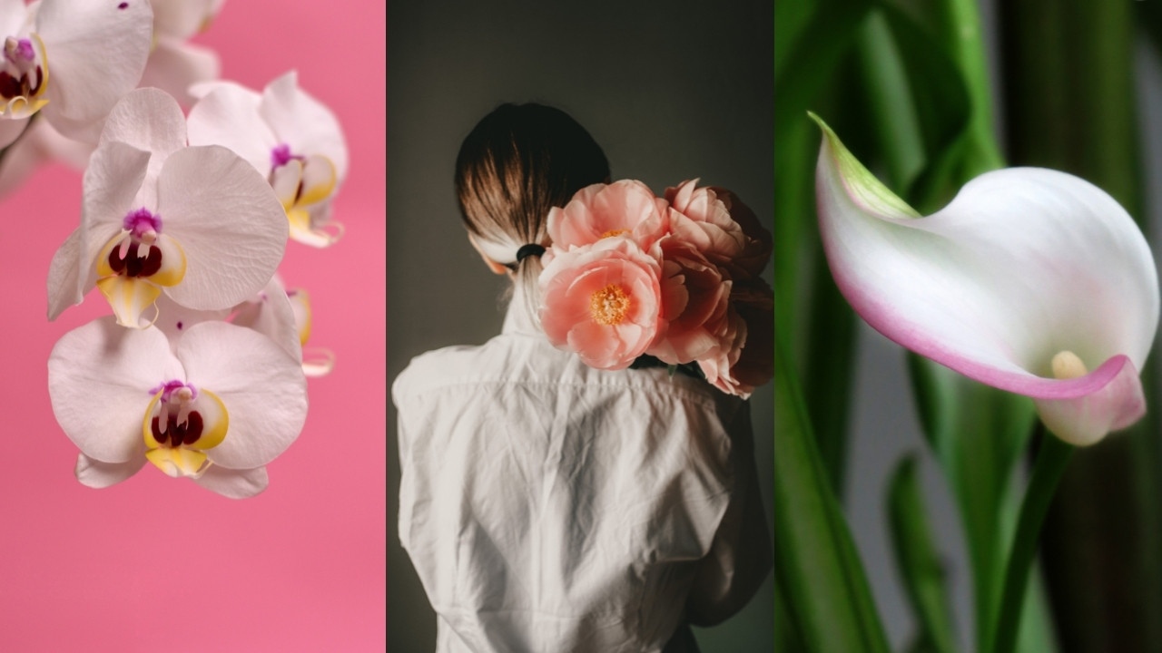 plantas para regalar