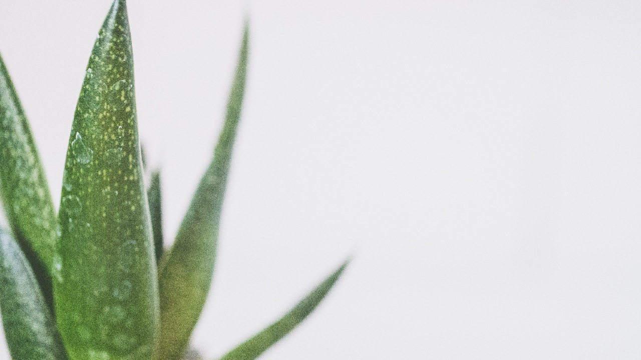 como usar aleo para piel